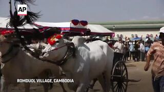Cambodian farmers race ox carts ahead of Lunar New Year.
