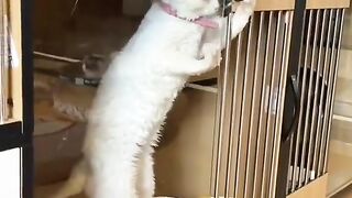 cat escaping from prison
