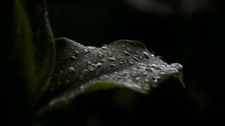After the Rain / Nature Video Background / Water Droplets on Insulin plants