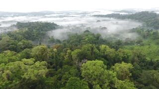Jungle Background Video | Copyright Free Nature Video