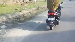 VidioKocakMania_buah Durian Made in indonesia
