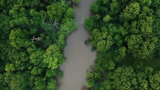 Jungle Background Video | Nature Video No Copyright | Forest Background Video
