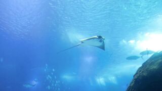Under the Water World ????
