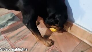 Rottweiler love little baby - cute animals - forex trading app