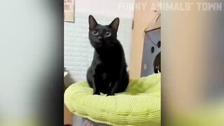 Funniest Cats and dogs
