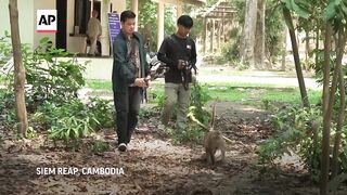 Cambodia is investigating YouTubers' abuse of monkeys at Angkor UNESCO site.