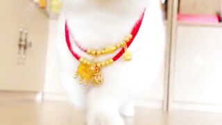 Kitten cat walk