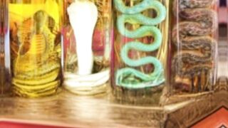 Snake-wine in Vietnam