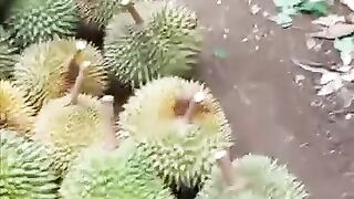 Durian fruit harvest