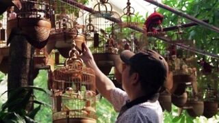 Kecintaan orang Vietnam pada burung