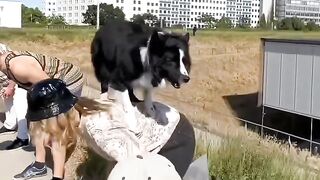 Super Dog at work