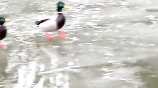 Ice Skating