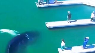 Whale ????