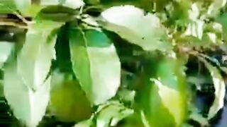 Cultivation of green avocados