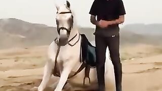 ماشاء الله الفرس يصلي مع صاحبه