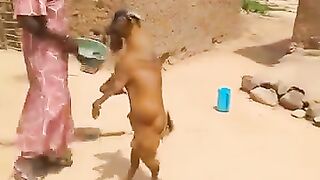 معز يمشي على قدمين  إثنين سبحان الله