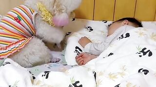 Super pet