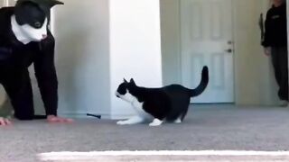 Funny animals