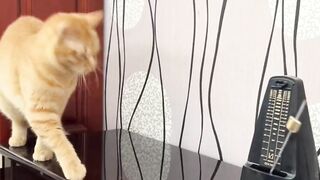 funny cat dog (13)