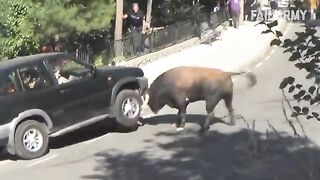Attack of the Hilarious Animals: When Nature Gets Unpredictable!
