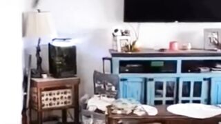 funny cat dog (14)
