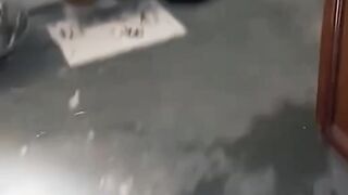 funny cat dog (15)