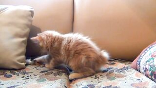 Cats Cats