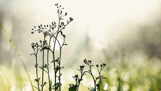 Natural Flower Grass