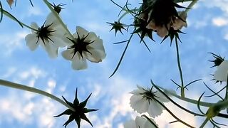 Sounds of Nature