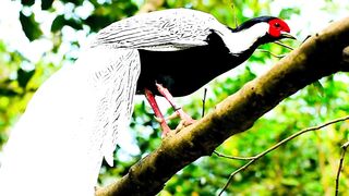 animal video