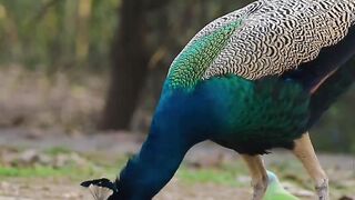 Sukoon .....#peafowl#reelkarofeelkaro #peacock#beautiful#feathers#dazzling #colorsofnature #niffeature
