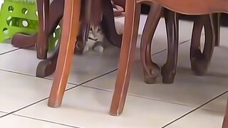 funny cat dog animals (16)