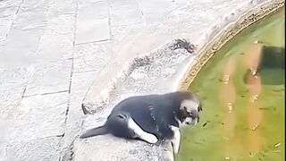 funny cat dog animals (17)