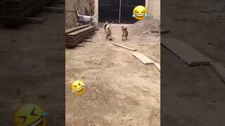 Funny animal video of the day 0038! #tiktok #youtube #shorts #funny # animal