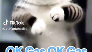 Kucing dansa