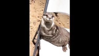 Adorable Baby Animals Compilation: Funny and Cute Moments of the Little Ones
