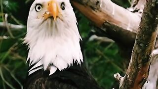 Eagle while chasing its target in the air