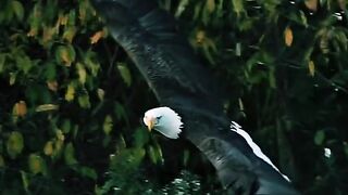 Eagle is always favourite for me to imagine this world view