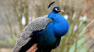 Peacock