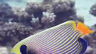 Angel fish