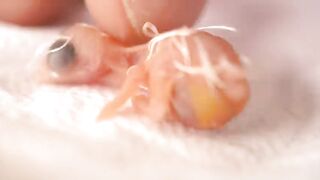 The Tiniest Bird You_ve Ever Seen - Zebra Finch Hatching