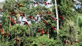 animal  video  پرندوں کی ویڈیو