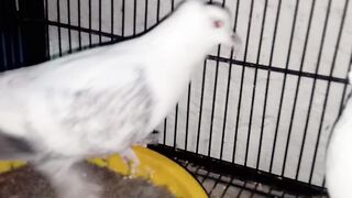 Charri bird