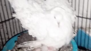 Baby bird ????️