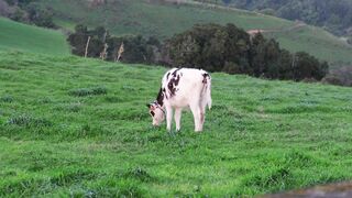 A cow and grass