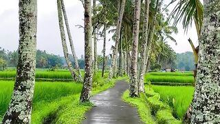 প্রাকৃতিক দৃশ্য