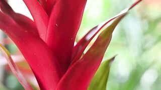NATURE 95