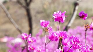 NATURE 96
