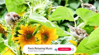 Bitrds humming video