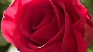 NATURE 98